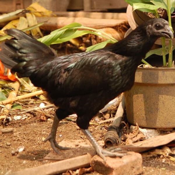 Ayam Cemani