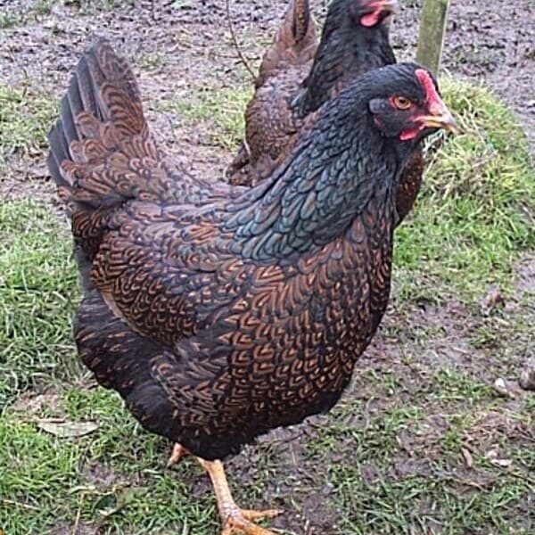 Barnevelder