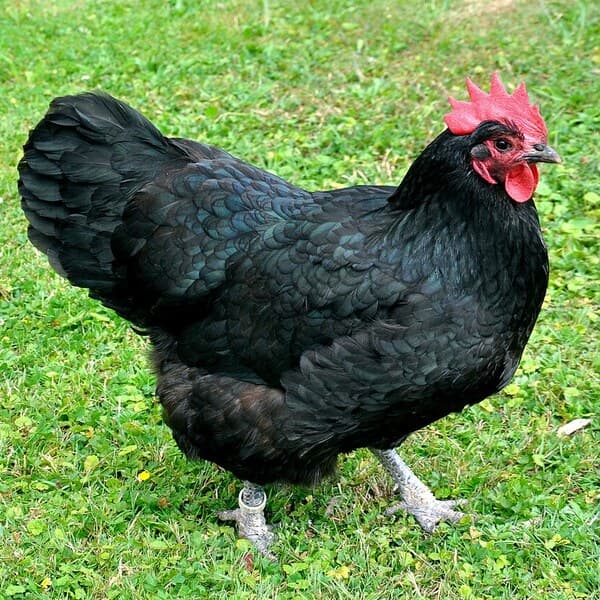 Black Australorp