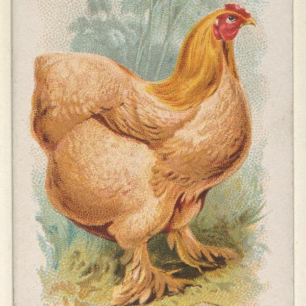 Buff Cochin