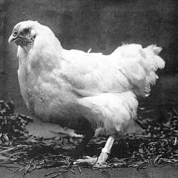 Chantecler