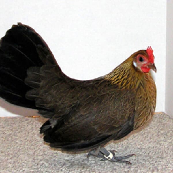 Dutch Bantam