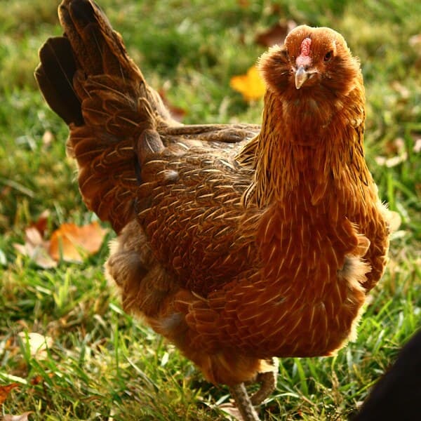 Easter Egger