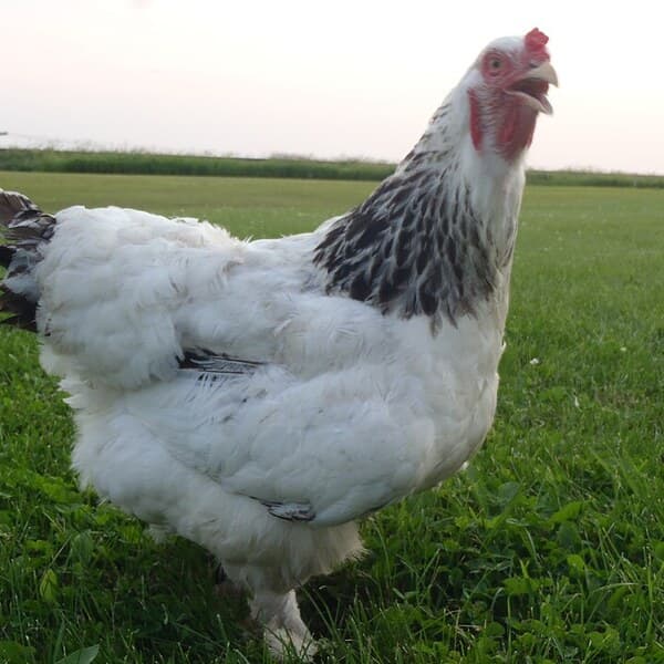Light Brahma