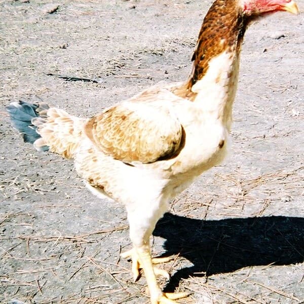 Malay