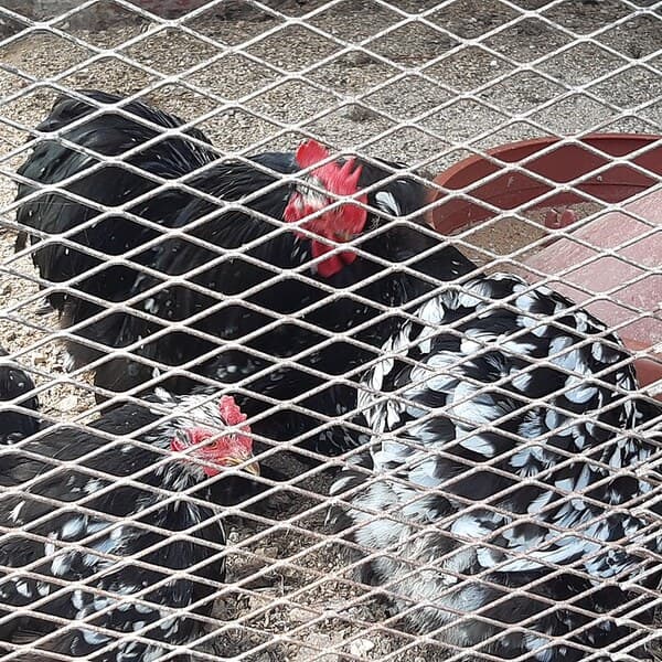 Pekin Bantam