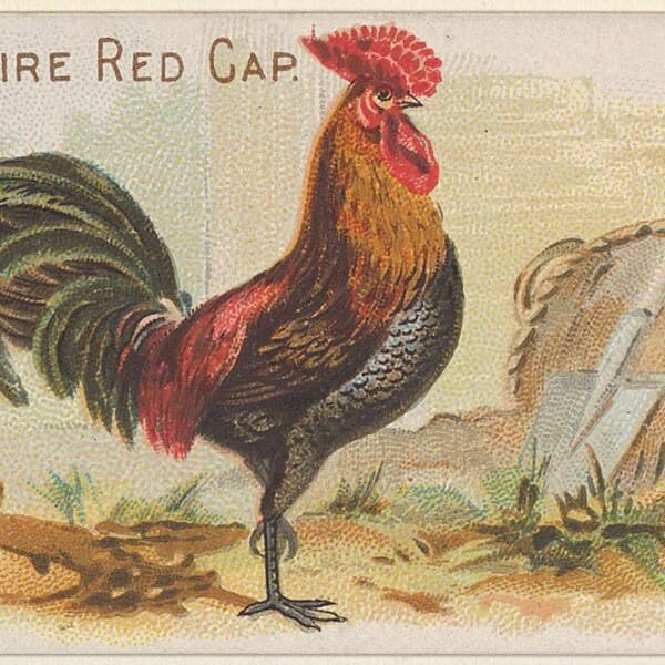 Redcap