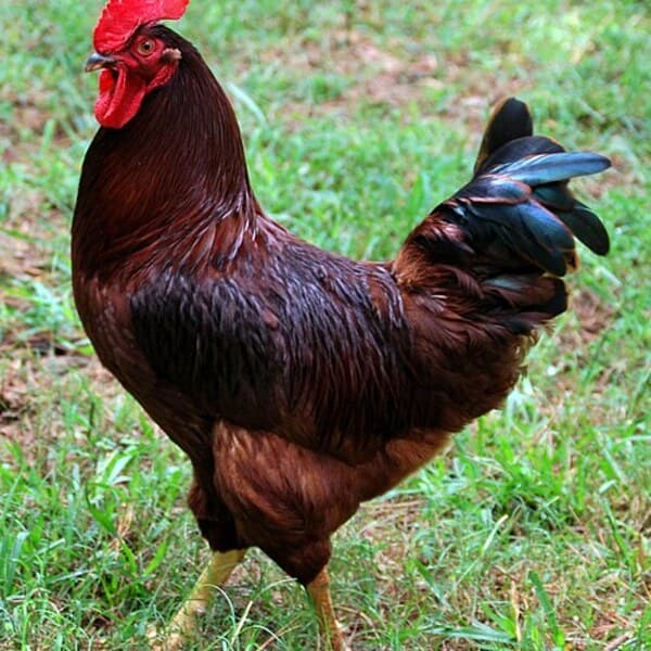Rhode Island Red