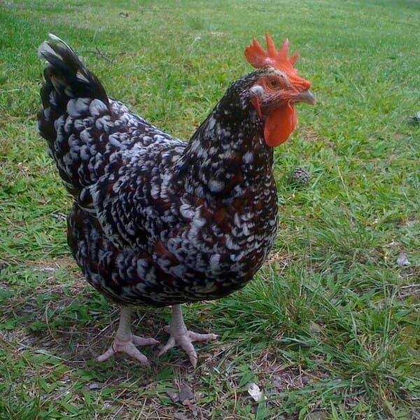 Speckled Sussex