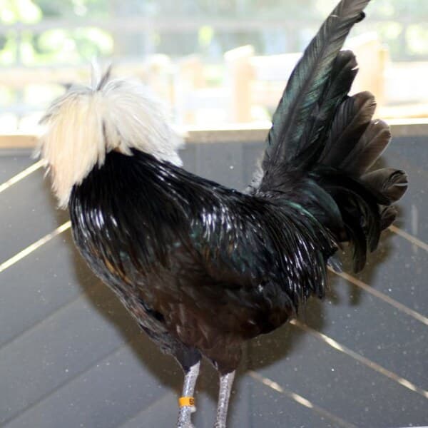 White Crested Polish