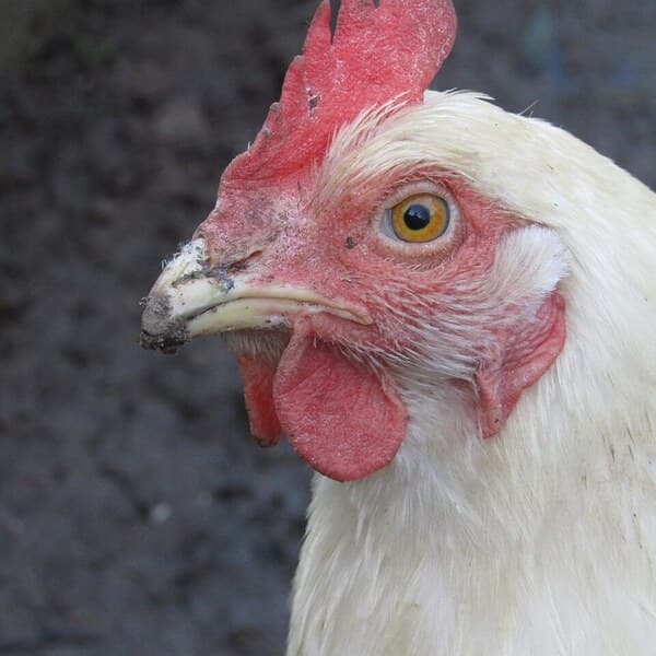 White Leghorn
