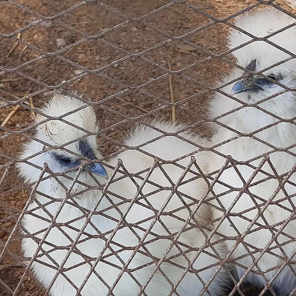 White Silkie