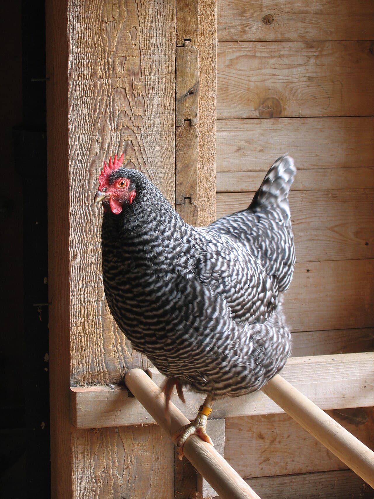 Best Heaters & Safe Winter Heating for Your Coop