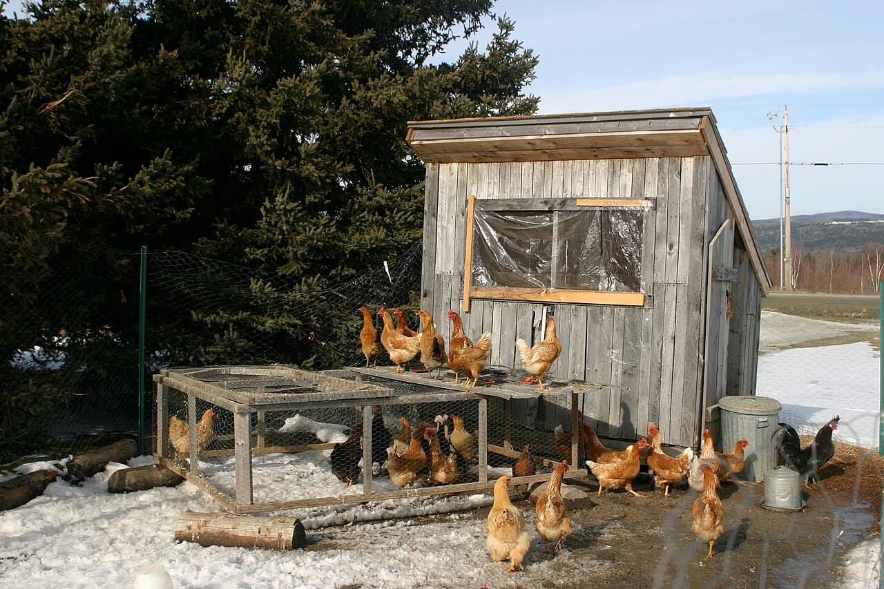 Coop Size Calculator: How Big Does Your Coop Need to Be?