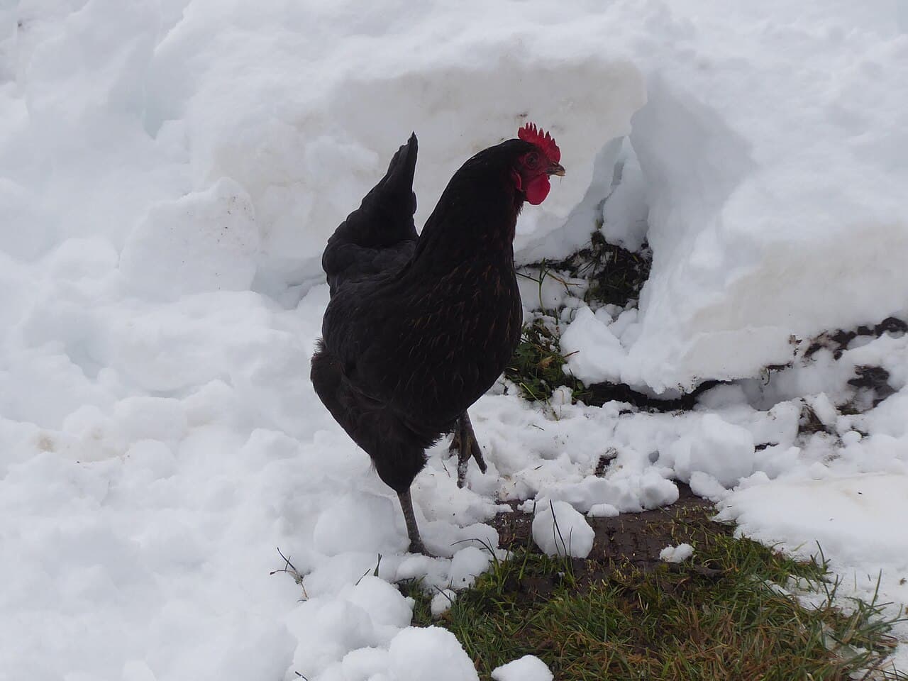 Black chicken standing in the snow