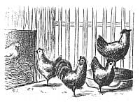 How Many Chickens Do I Need? The Honest Answer