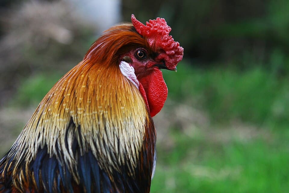A rooster in a farmyard