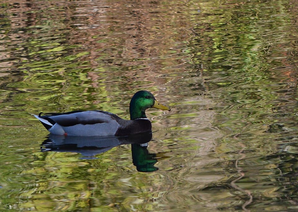 A mallard duck