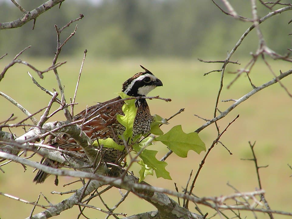 A bobwhite quail