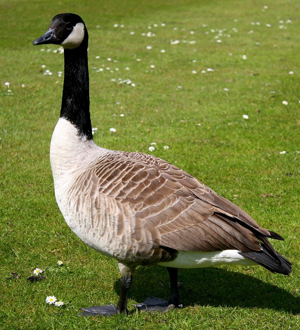A Canada goose