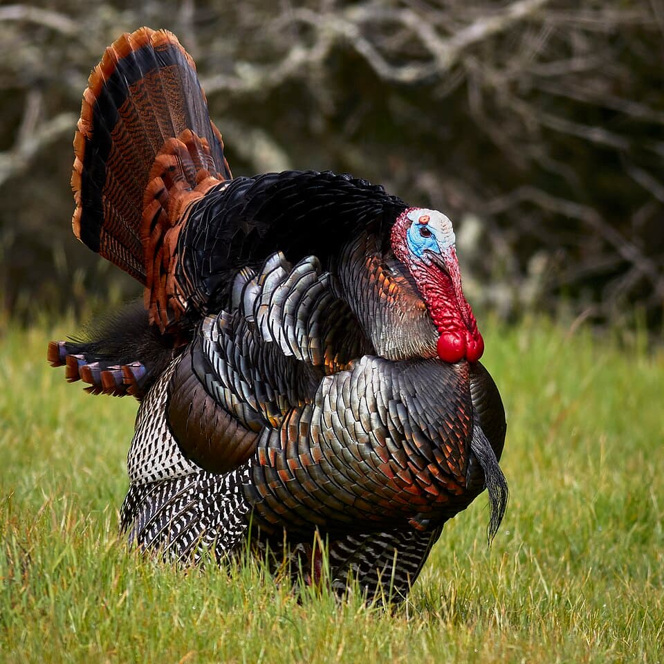 A male wild turkey strutting