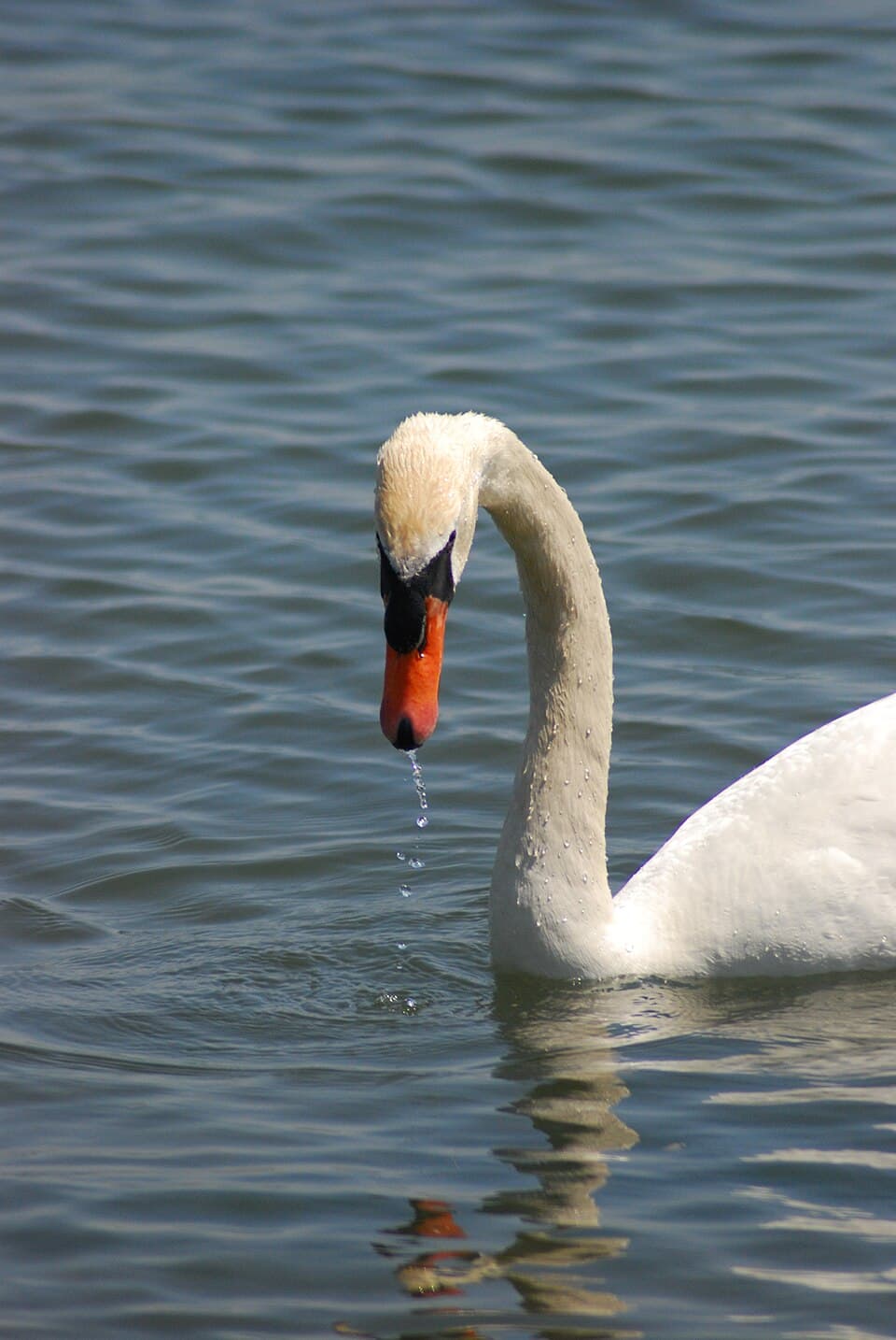 A swan gliding on water