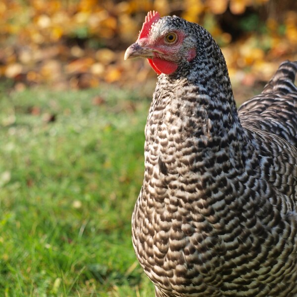 Barred Plymouth Rock