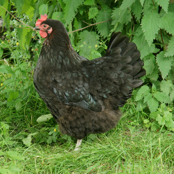 Black Copper Marans