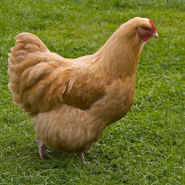Buff Orpington