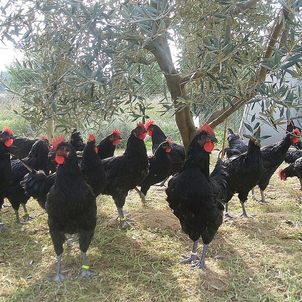 Penedesenca