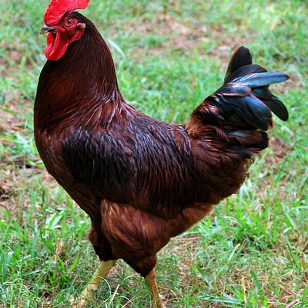 Rhode Island Red